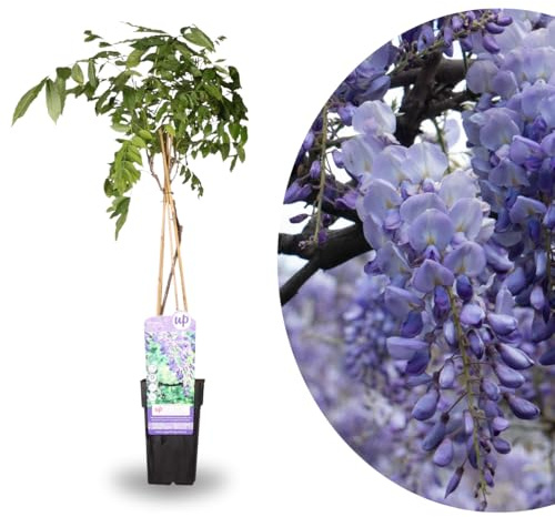 My Green Help – Wisteria sinensis 'Prolific' – Glicine cinese – Pianta Vera Rampicante, Fiori Blu-Lilla Profumati, Fioritura Primaverile – Vaso Ø15 cm, H 60–70 cm – Per Pergolati e Muri Esterni