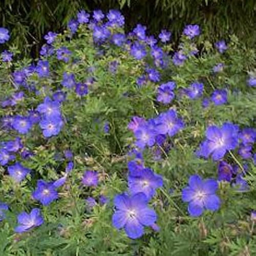6 x Géranium vivace 'Johnson's Blue' - Geranium 'Johnson'S Blue' - Godet 9x9cm - Bleu clair, attrayant pollinisateurs, bordures