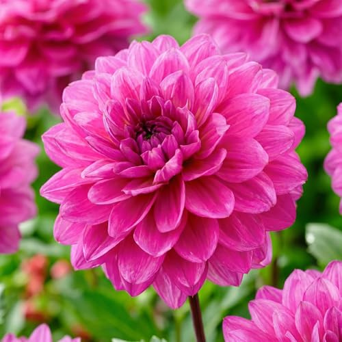 Dahlias Bulbes Collection Décoratifs Roses - 5 Bulbes de Fleurs à Planter Exterieur - Plante Exterieur Jardin - Naturelle Plantes de Hollande (pas de graines, non artificielle)