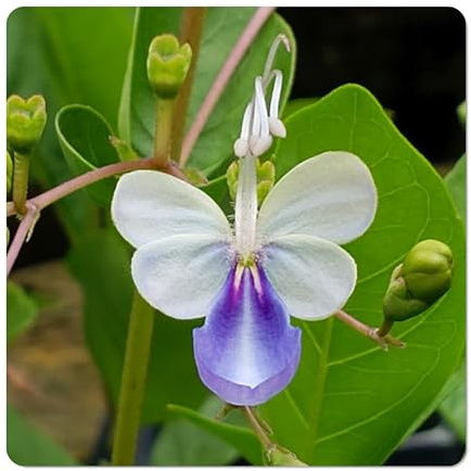 Blue Butterfly Bush - Clerodendrum myricoides 'Ugandense' - Live Tropical Plant - Unusual Shaped Flower - Emerald's - Starter Size - 4 Inch Pot