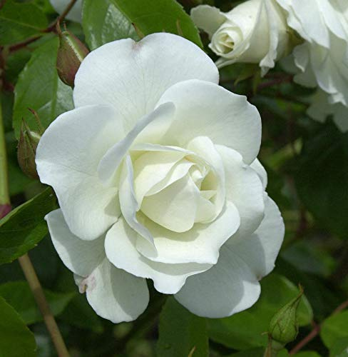 Strauchrose Schneewittchen® 30-60cm - lebende Gartenpflanze aus den Baumschulen