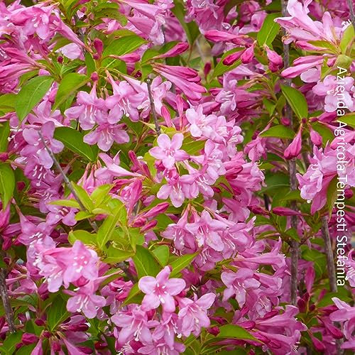 Weigela Florida (fiore rosa), 2 piante alte 50/70 cm, vaso Ø16, per bordure e aiuole colorate