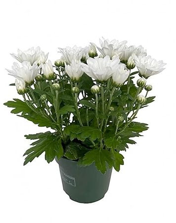 Flor Natural Exterior e Interior Crisantemo Planta Viva Flor Mix Color