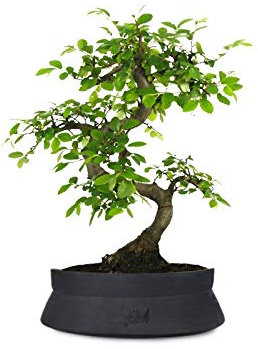 Olmo Bonsai, Bonsai di Zelkova Altezza 28 cm, Pianta Vera, per Interno ed Esterno - Vaso Artigianale di Terracotta - Nero Space