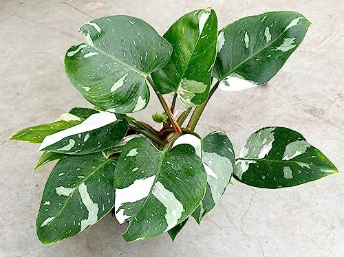 POWERS TO FLOWERS - PHILODENDRON, PHYLODENDRON, MONSTERA WHITE PRINCESS, pianta vera