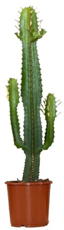 Bloomique - Euphorbia Acrurensis - Cowboy Kaktus - Sukkulenten - Zimmerpflanzen - Sehr Pflegeleicht - Höhe 60-70 cm - Topf 17 cm
