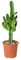 Bloomique - Euphorbia Acrurensis - Cowboy Kaktus - Sukkulenten - Zimmerpflanzen - Sehr Pflegeleicht - Höhe 60-70 cm - Topf 17 cm
