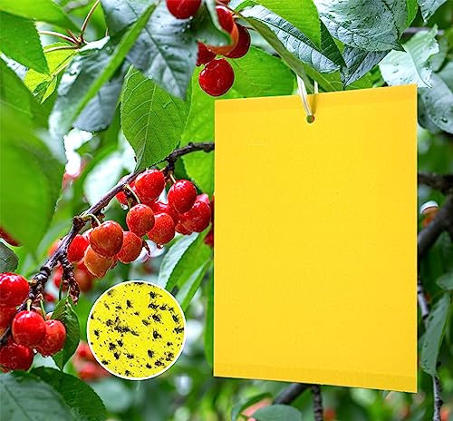 XCMVCN 60 tavole gialle Ciliegio Controllo Fungo Zanzara Controllo Giallo Adesivo per alberi da frutto, Ciliegio Frutta Trappola per mosche Giallo Trappola per Fungo Zanzara 20cmX15cm