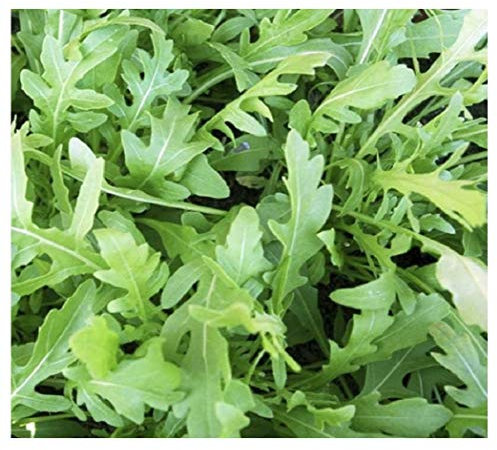 PREMIER SEEDS DIRECT - Rocket -Wild - 3000 Seeds - Organic