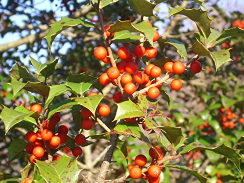 Marthas Weinberg GRAINES DE HOUX AMÉRICAIN Ilex OPACA: PAQUET DE 100 GRAINES