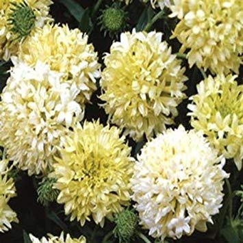Frisch 100 Seeds - Gaillardia Pulchella Creme Blumensamen : Seeds Only