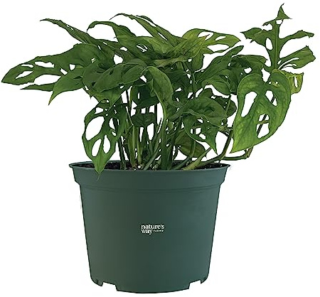 Nature's Way Farms Monstera Adansonii, Philodendron Swiss Cheese, Live Houseplant (8-15 in. Tall) in Grower Pot