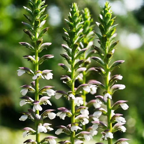 Acanthus, blühende sträucher winterhart Acanthus ilicifolius, outdoor exotische blumendeko seltene steingartenpflanzen winterhart winterharte 250Samen