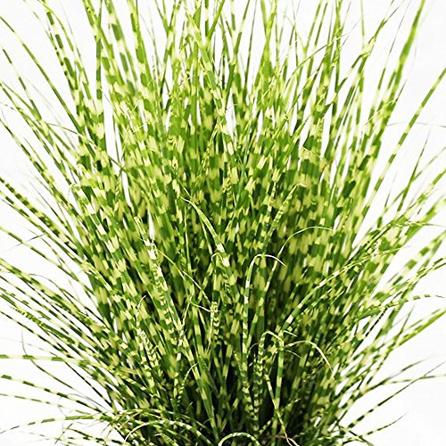 Miscanthus sinensis Strictus - Herbe à porc-épic caduque pour jardin