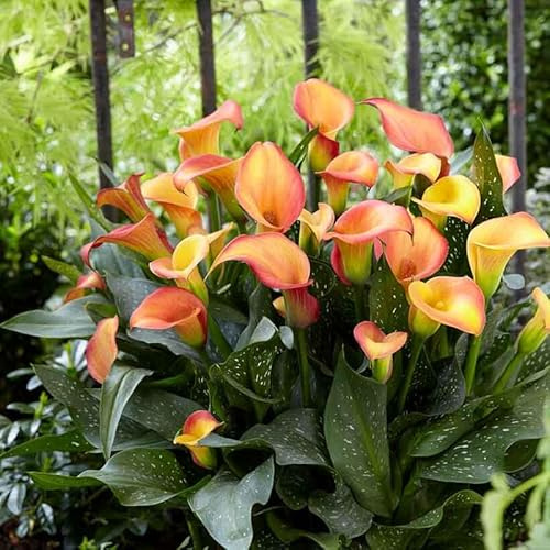 Eden Brothers Calla Lily Bulbs - Morning Sun