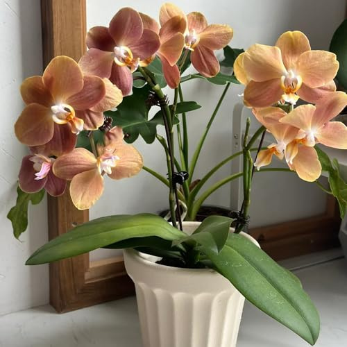 phalaenopsis orchidee - orchideen - blumenwiese phalaenopsissamen schnittblumen züchten herbst deko, gartenpflanzen winterhart mehrjährig 600pcs