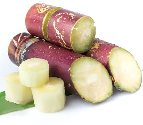Canna di zucchero bonsái di interni semi colonnari colonnari Letti elevati per giardino interno saporoso 100pcs
