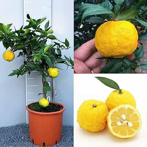 SAVINI VIVAI Yuzu Zitruspflanze im 20 cm Topf, Höhe 70 cm, 2-3 Jahre Veredelung, hergestellt in Italien