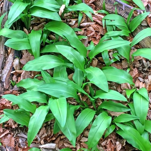 ajo silvestre - de cocina balcón o invernadero semillas de ajo silvestre Semillas hortalizas orgánicas, resistentes al invierno, invierno, hortalizas y 500semillas