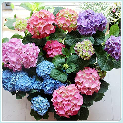 Raíces de Hortensia,Versátiles, Frescas, Resistentes, Robustas, Adaptables-5 rizoma