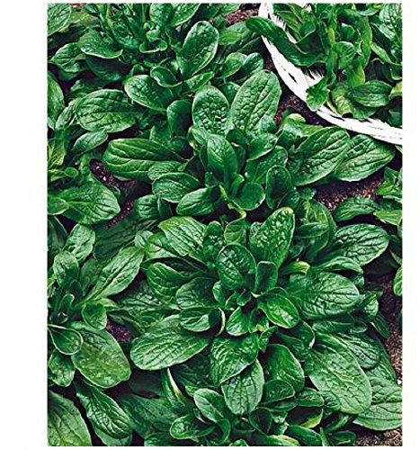 Lot de 20 graines de Mâche Favor - salade pour potager