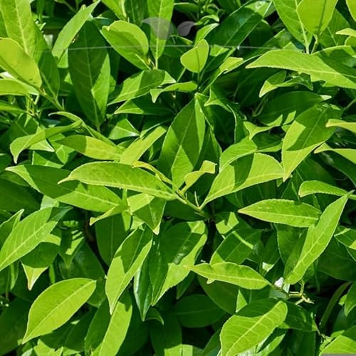 Kirschlorbeer Lorbeerkirsche Caucasica 140-160 cm. 12 St. Kirschlorbeer Hecke