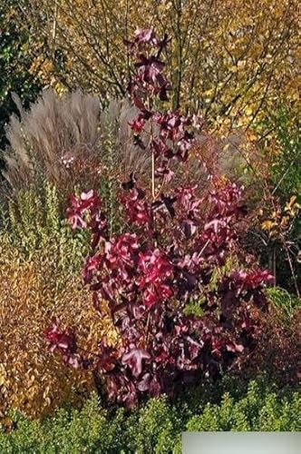 Liquidambar styraciflua rotundiloba - Amerikanischer Amberbaum - 60-100
