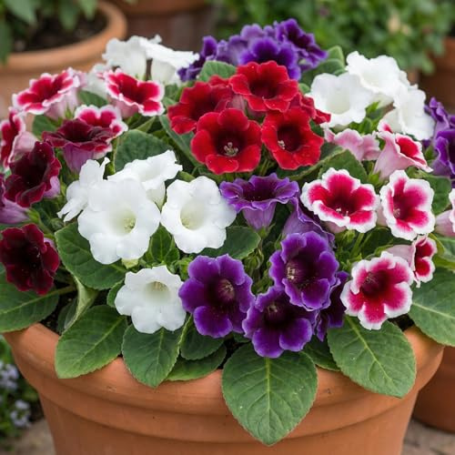 Gloxinie Bulbes Collection - 5 Bulbes de Fleurs à Planter Interieur/Exterieur - Plantes Vivaces Exterieur - Rustique - Naturelle Plantes de Hollande (pas de graines, non artificiels)