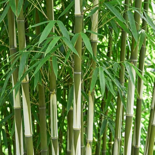 Bambus Fargesia robusta Pingwu immergrüner nicht invasiver Gartenbambus, grüne Sichtschutz Pflanzen, 14cm 35cm hoch (6)