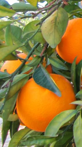 Pianta di Arancio Navel in Fitocella - Frutti Dolci e Senza Semi