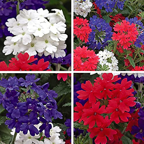 Verbena Union Jack Garden Plant Hardy Perennial Flowering Garden Plants Easy to Grow Your Own 15x Garden Ready Plants by Thompson and Morgan