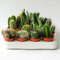 Italy Green Life - Set di 6 Cactus Veri con Spine | Mini Piante da Interno ed Esterno con vaso da 5,5cm| Cactus Resistenti per Scrivania, Casa e Ufficio | Regali Ecosostenibili, Bomboniere Naturali