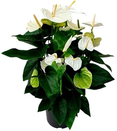 Planta natural Anthurium. Altura 50-60 cm. Anturio Blanco. El anturio blanco simboliza pureza y paz. Segura Garden. Las plantas de Anthurium purifican el aire, añaden belleza con sus flores