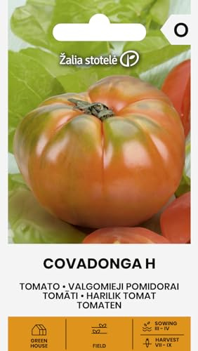 Zalia stotele | Tomates - COVADONGA H Semillas de huerto | Tomates carnosos | Frutos grandes jugosos | Variedad medio-precoz productiva | Para invernadero y exterior | Semillas de tomate | 1 sobre