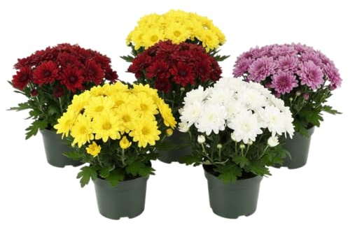 Seis Crisantemos Naturales en Maceta DECOALIVE | Colección Terra Viva Pack de 6 Plantas para Interior y Exterior