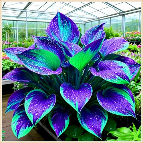 Kältebeständige Hosta – Die vielseitige Hosta ist ideal für Gartengestaltung und Balkondeko-4Wurzeln-F
