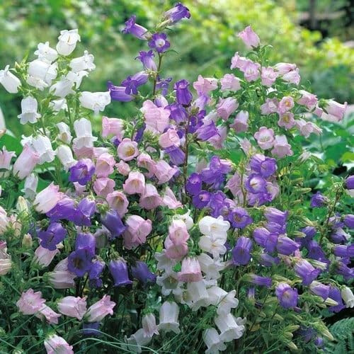 Plant World Seeds - Campanula Medium 'Canterbury Bells' Seeds
