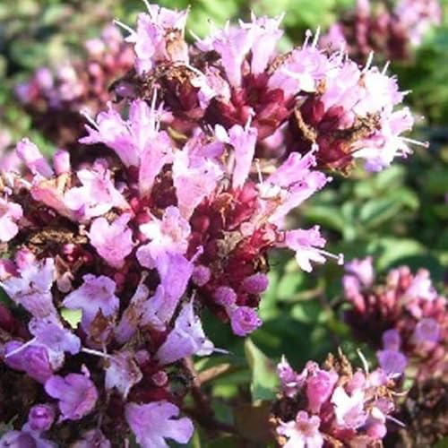 12 unidades o 1 m² Orégano 'Rosenkuppel' - Origanum Laevigatum 'Rosenkuppel' Maceta 9x9 cm