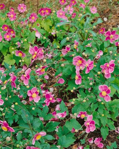Anemone tomentosa 'Robustissima' 9x9 cm Topf – Winterhart, Mehrjährig, Pflegeleicht – Herbst-Anemone – Staude für Beet & Rabatte