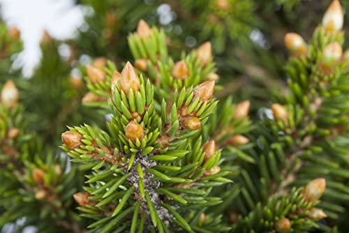 Picea abies 'Will's Zwerg' 100–125 cm – Winterhart, Immergrün, Pflegeleicht – Zwergfichte – Ziergehölz für Garten & Kübel