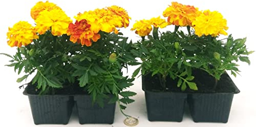 POWERS TO FLOWERS - TAGETE ARANCIO BICOLORE, GAROFANO D'INDIA, 8 PIANTE, piante vere