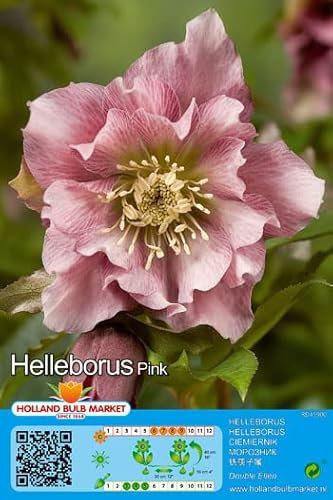 CHRISTROSEN - SPARSET : 3 RHIZOME Christrose Schneerose Lenzrose Helleborus  Double Ellen Pink  winterhart 1 Rhizom