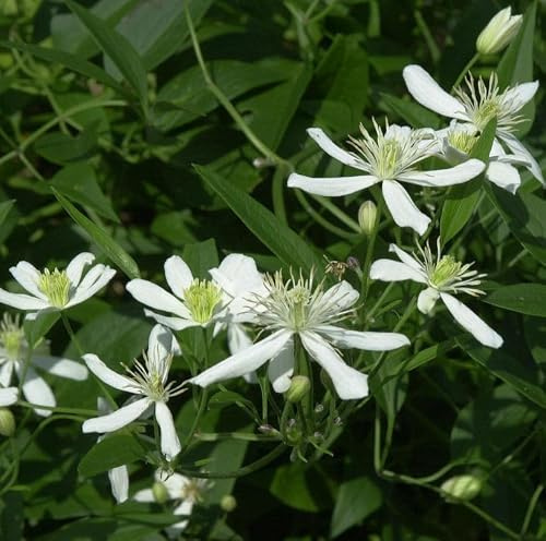 Staudenclematis Grandiflora - Clematis recta - lebende Gartenpflanze aus den Baumschulen