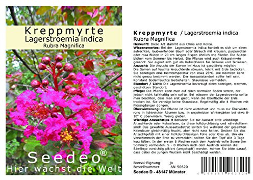 Seedeo Kreppmyrte/Lagerstroemia Indica Rubra Magnifica (5 Kapseln) 100 Samen