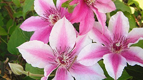 Clematis 'Carnaby' 100 cm – Winterhart, Mehrjährig – Waldrebe – Kletterpflanze für Pergola & Rankhilfe