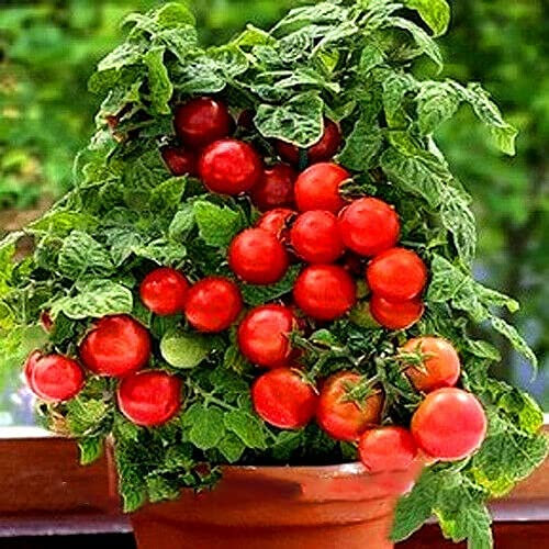 TRTO Vegetable - Bushy Cherry Tomato - MINIBEL - 60 Seeds Tomato for Hanging Baskets for Planting Garden Yard Patio and Useful for Gifts (20 Seeds)