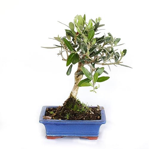 KENTIS - Bonsai Olea Europaea - Bonsai Ulivo - Piante Vere da Esterno - Vaso in Ceramica - H 30-35 cm Vaso Ø 18 cm