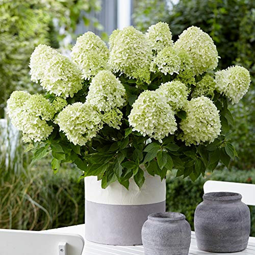 Hydrangea Paniculata Little Spooky Outdoor Flowering Garden Shrub Plant in Pot (20-30cm Incl. Pot)