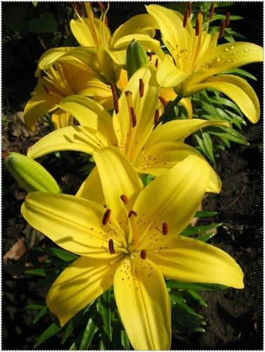 Bulbi Lirio Resistenti Perenni - Piantagioni di Lirio Rari Eleganti per Esposizione Giardino, Gigli facili da coltivare-10 rizomi-f