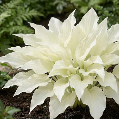 Hosta White Feather Collection - 3 Fleurs à Planter Exterieur - Vivaces & Rustique - Plante Exterieur Jardin - Naturelle Plantes de Hollande pour pot et jardin (pas de graines, non artificielle)